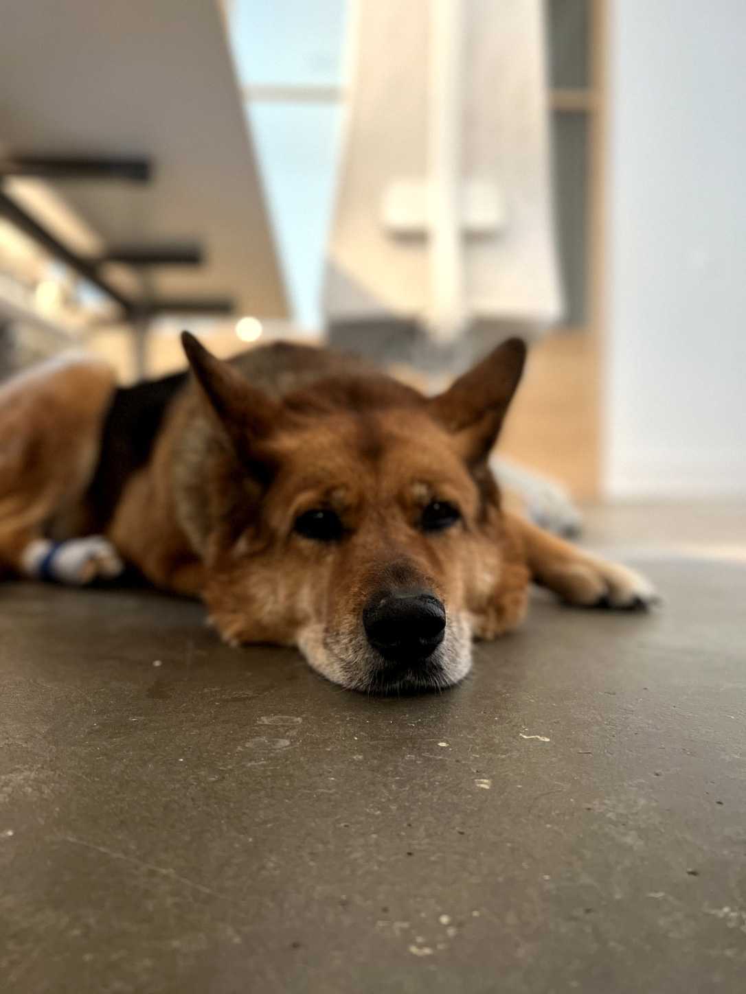 Worköholics dog on floor